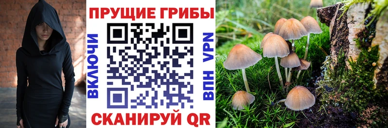 Псилоцибиновые грибы Psilocybe  Луховицы 